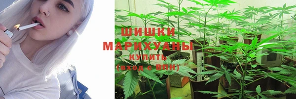 сатива Новозыбков